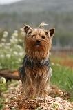 YORKSHIRE TERRIER 581